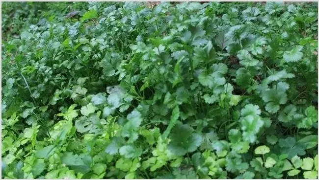 香菜苗期管理要点 | 实用知识