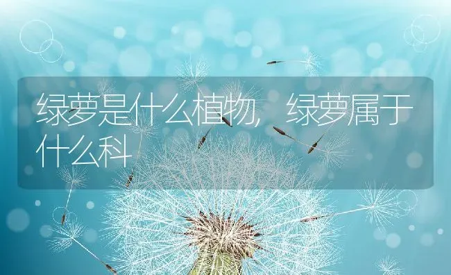 绿萝是什么植物,绿萝属于什么科 | 养殖学堂