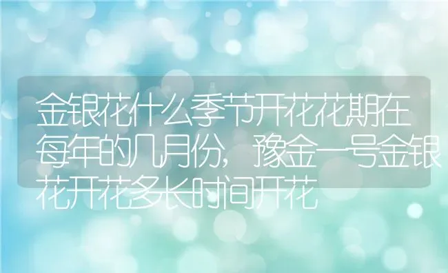 金银花什么季节开花花期在每年的几月份,豫金一号金银花开花多长时间开花 | 养殖学堂
