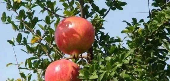石榴怎么种植,石榴树种植方法？