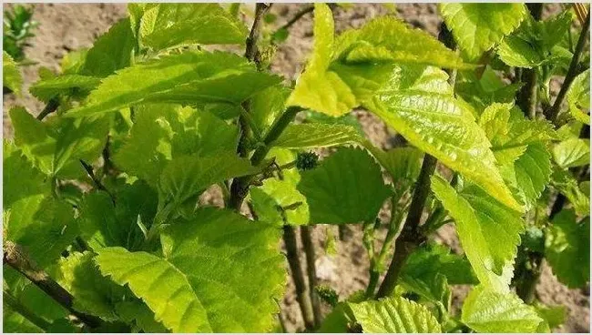 桑葚种植技术 | 妙招大全