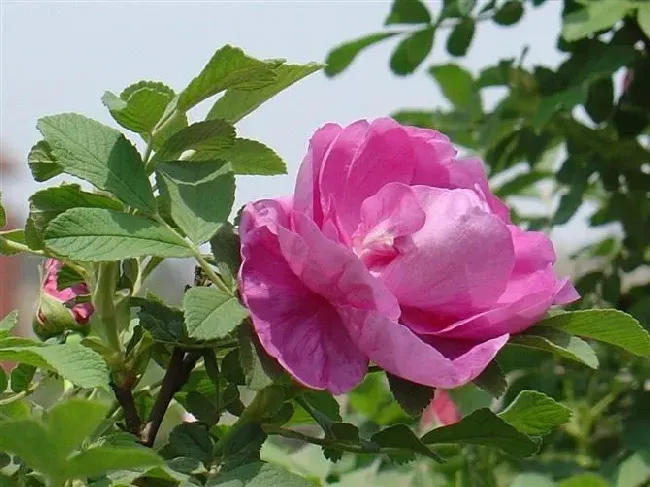 月季花和玫瑰花的区别,怎样区分月季和玫瑰？