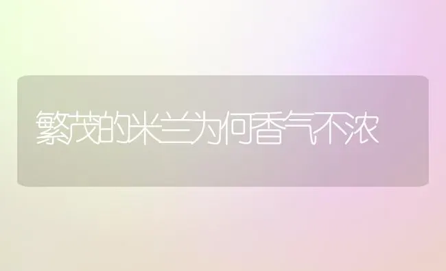 繁茂的米兰为何香气不浓 | 养殖技术大全