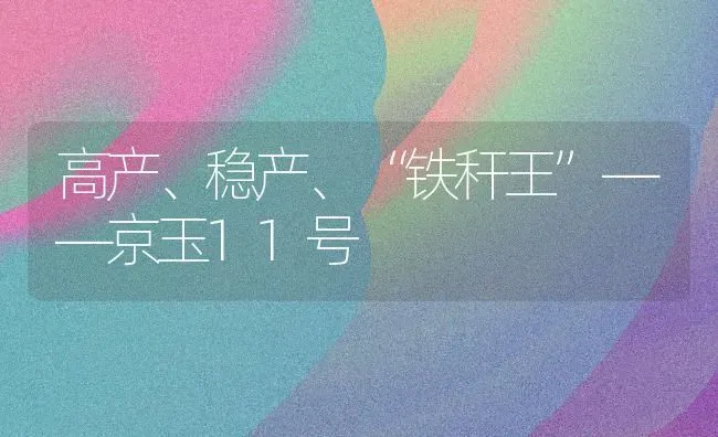 高产、稳产、“铁秆王”——京玉11号 | 养殖知识