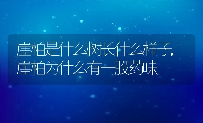 崖柏是什么树长什么样子,崖柏为什么有一股药味 | 养殖学堂