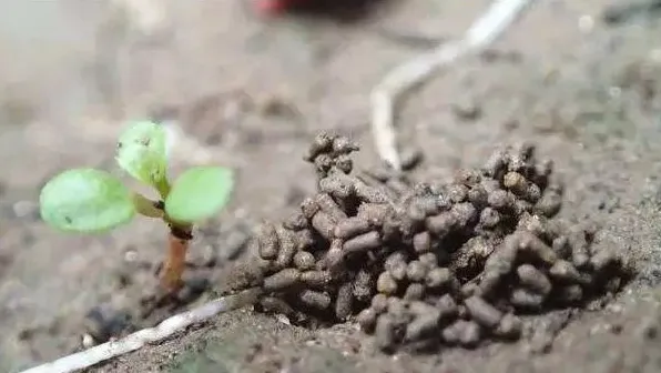 蚯蚓粪的收集和用途 | 妙招大全