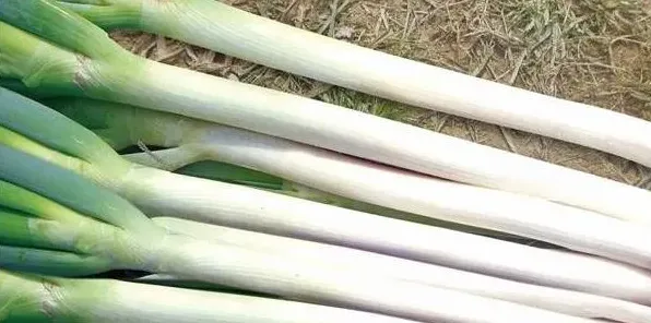 大葱反季节栽培方法及管理要点 | 三农知识