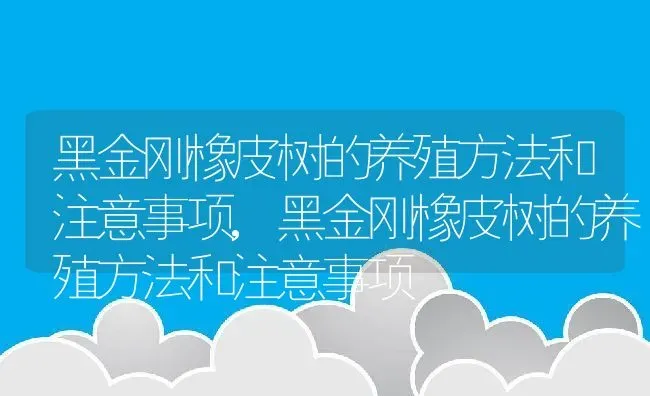 黑金刚橡皮树的养殖方法和注意事项,黑金刚橡皮树的养殖方法和注意事项 | 养殖科普