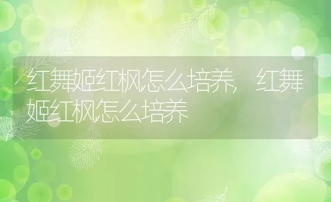 红舞姬红枫怎么培养,红舞姬红枫怎么培养 | 养殖科普