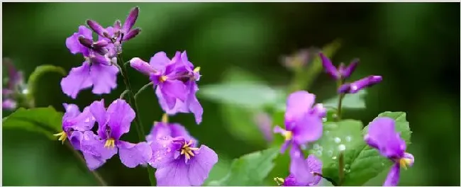 诸葛菜什么时候开花 | 农广天地