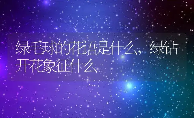 绿毛球的花语是什么,绿钻开花象征什么 | 养殖学堂