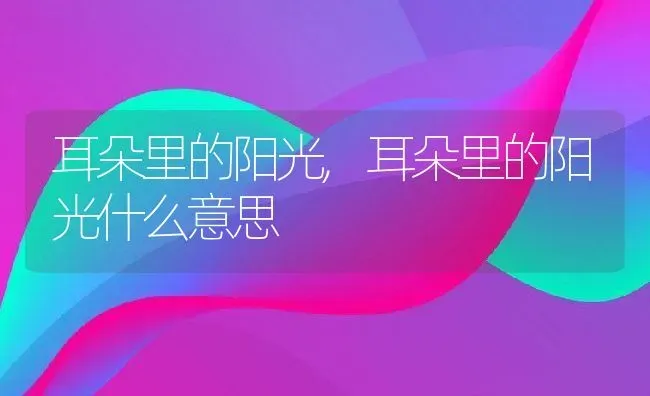 耳朵里的阳光,耳朵里的阳光什么意思 | 养殖科普