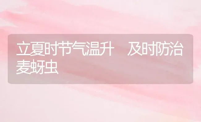 立夏时节气温升 及时防治麦蚜虫 | 养殖知识