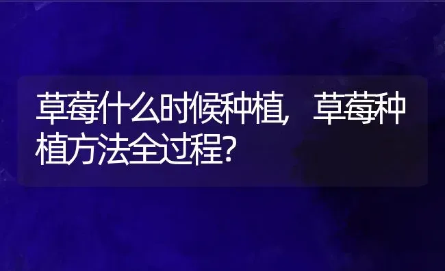 草莓什么时候种植,草莓种植方法全过程？ | 养殖科普