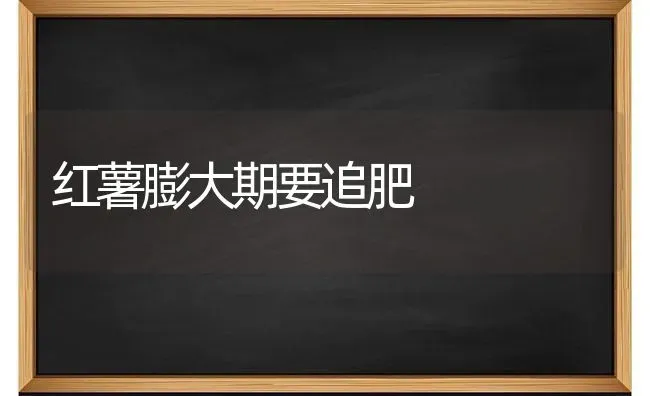 红薯膨大期要追肥 | 养殖知识