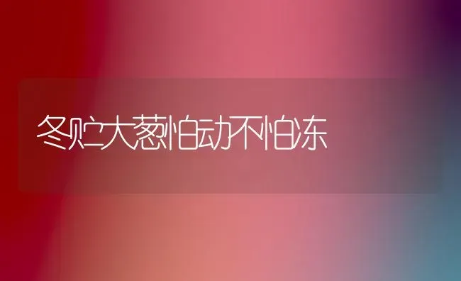 冬贮大葱怕动不怕冻 | 养殖知识