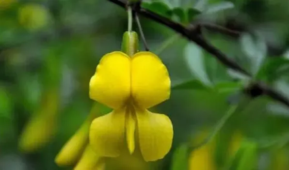 金雀花不开花的原因 | 三农知识