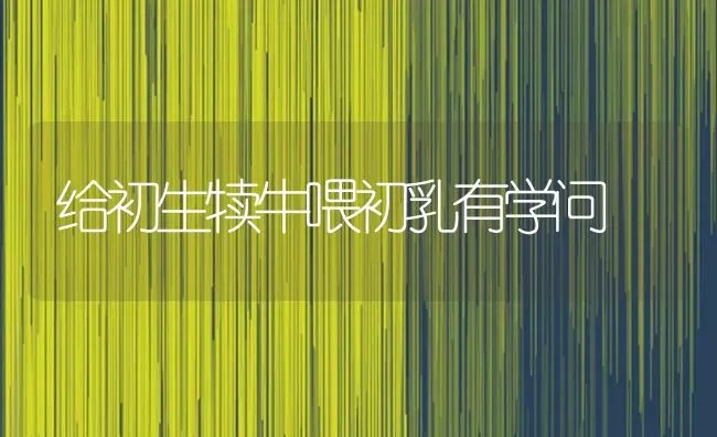 给初生犊牛喂初乳有学问 | 养殖知识