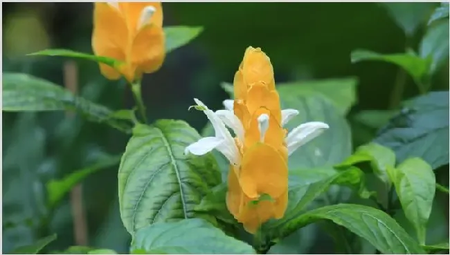 金苞花不开花怎么办 | 常识大全