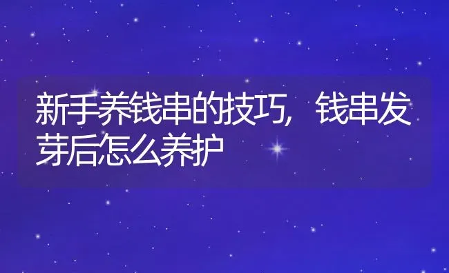 新手养钱串的技巧,钱串发芽后怎么养护 | 养殖学堂