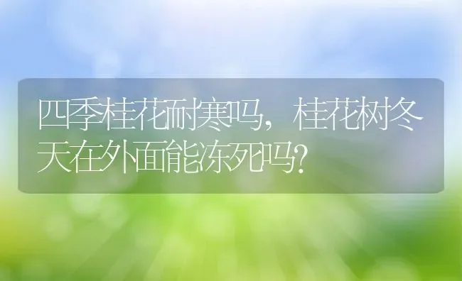 四季桂花耐寒吗,桂花树冬天在外面能冻死吗？ | 养殖科普