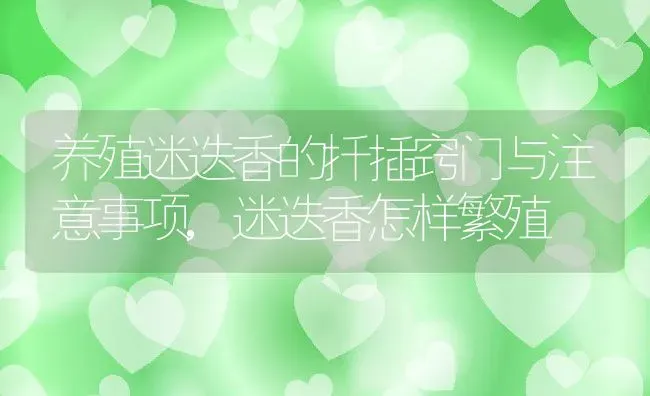 养殖迷迭香的扦插窍门与注意事项,迷迭香怎样繁殖 | 养殖学堂
