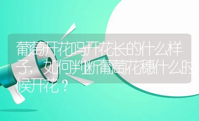 葡萄开花吗开花长的什么样子,如何判断葡萄花穗什么时候开花？ | 养殖科普