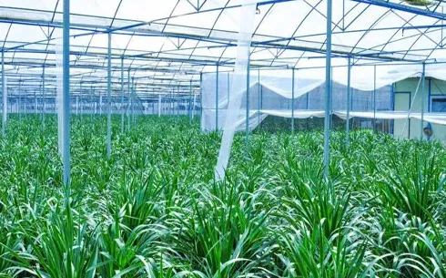 大棚种植什么最赚钱,冬季大棚种什么赚钱？