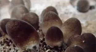 菇菜轮作生态种植技术 | 生活常识
