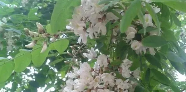 槐花几月开？怎么种？ | 农广天地