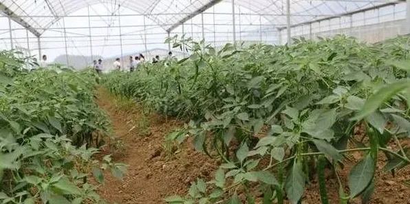 辣椒苗移栽后成活率低,都有哪些原因?如何预防? | 常识大全