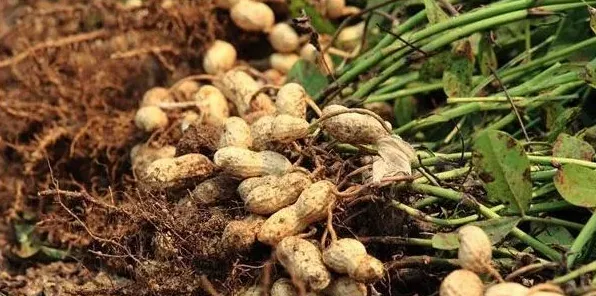 夏播花生高产种植管理技术 | 农广天地