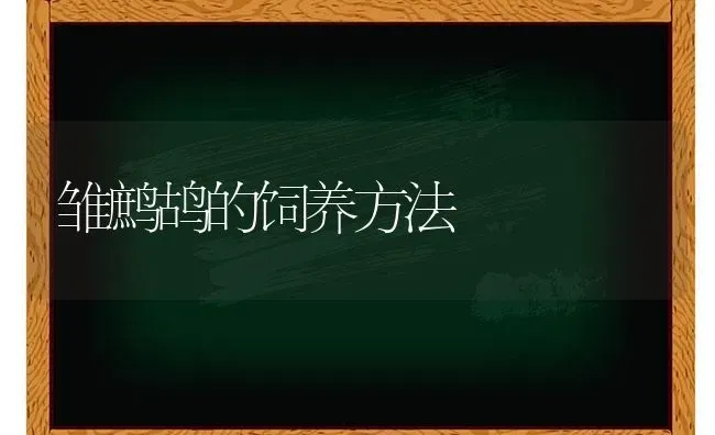 雏鹧鸪的饲养方法 | 养殖知识