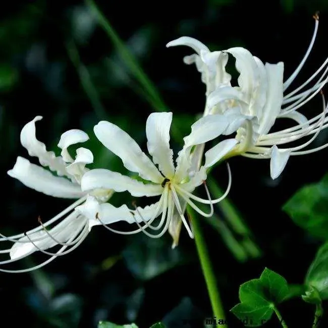 为什么石蒜不能种家里,石蒜花有毒吗？