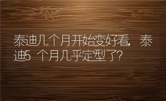 泰迪几个月开始变好看,泰迪5个月几乎定型了？ | 养殖学堂