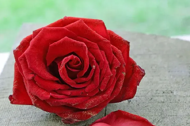 1一100朵玫瑰花代表什么意思,1到1001 朵玫瑰花含义？
