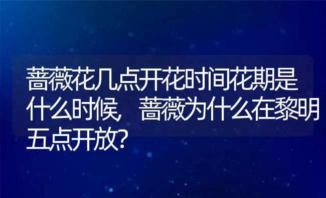 蔷薇花几点开花时间花期是什么时候,蔷薇为什么在黎明五点开放？ | 养殖科普