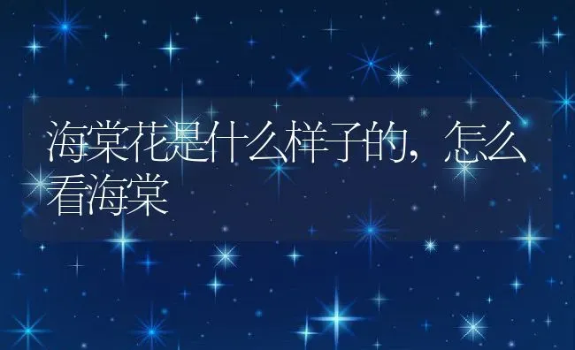 海棠花是什么样子的,怎么看海棠 | 养殖学堂