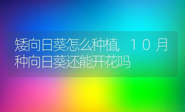 矮向日葵怎么种植,10月种向日葵还能开花吗 | 养殖学堂