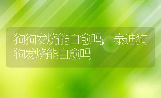 狗狗发烧能自愈吗,泰迪狗狗发烧能自愈吗 | 养殖学堂