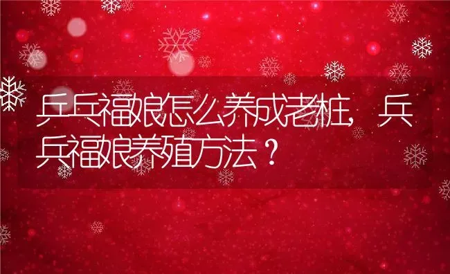 乒乓福娘怎么养成老桩,兵兵福娘养殖方法？ | 养殖科普