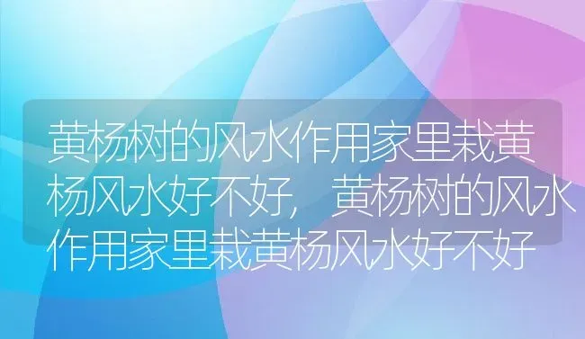 黄杨树的风水作用家里栽黄杨风水好不好,黄杨树的风水作用家里栽黄杨风水好不好 | 养殖科普