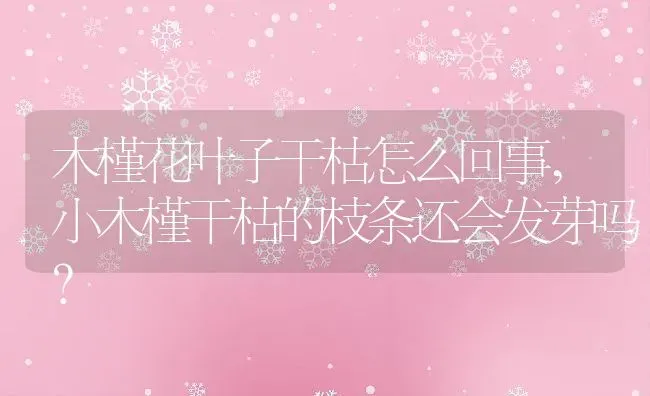 木槿花叶子干枯怎么回事,小木槿干枯的枝条还会发芽吗？ | 养殖科普