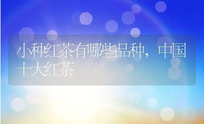 小种红茶有哪些品种,中国十大红茶 | 养殖学堂