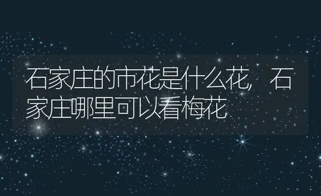 石家庄的市花是什么花,石家庄哪里可以看梅花 | 养殖学堂