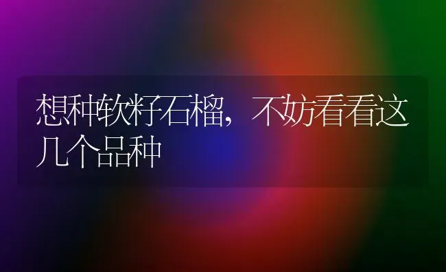 想种软籽石榴,不妨看看这几个品种 | 养殖技术大全