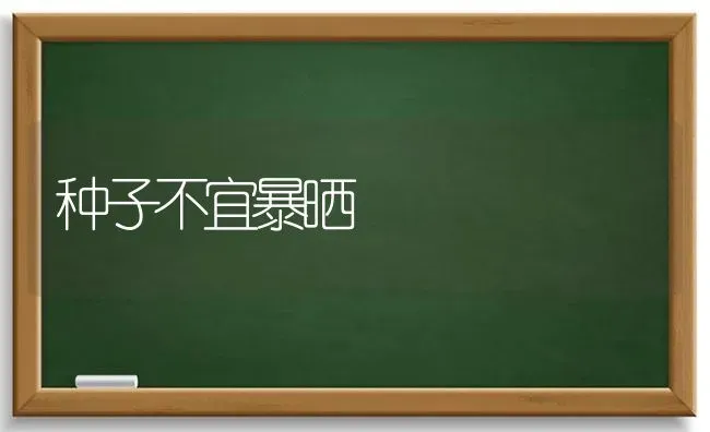 种子不宜暴晒 | 养殖知识