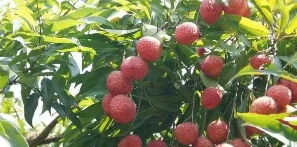 荔枝种植管理技巧，让荔枝品质提升的好方法 | 农广天地