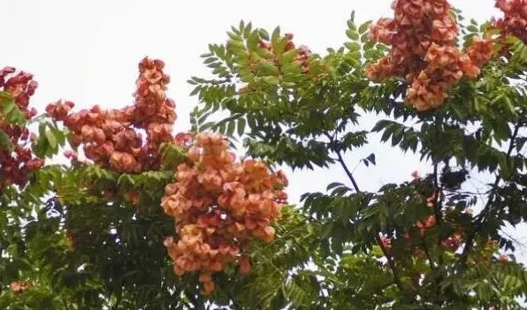 栾树花的药用价值 | 妙招大全