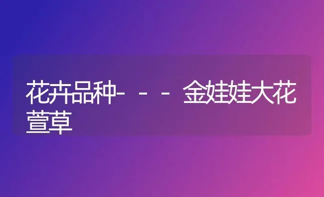 花卉品种---金娃娃大花萱草 | 养殖技术大全